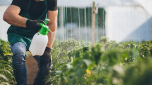 bayer roundup
