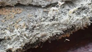 secondary asbestos